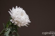 chrysanthemum-5253659_1280.jpg