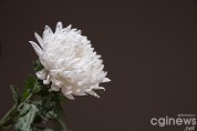 chrysanthemum-5253659_1280.jpg